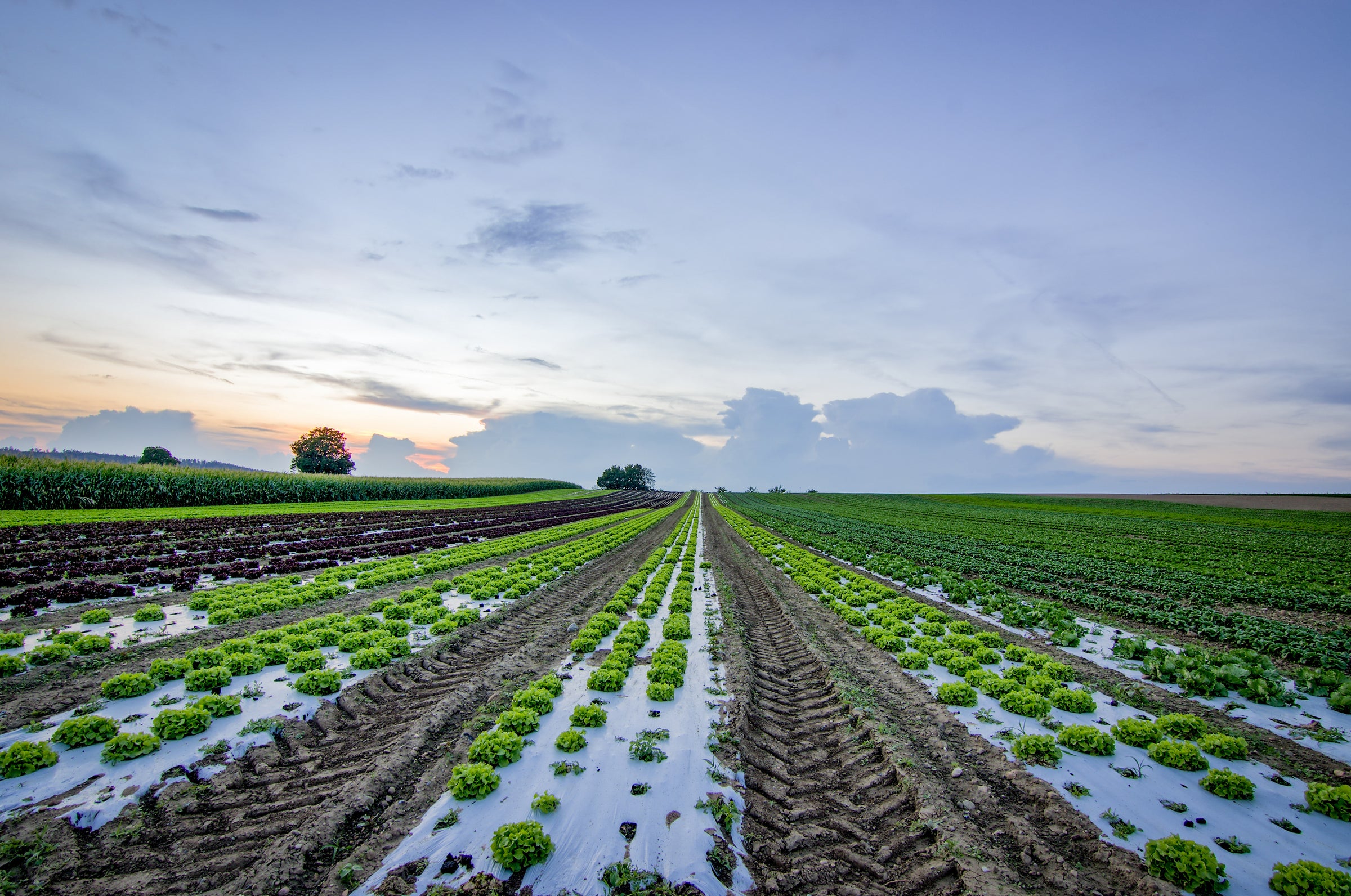 Agriculture
